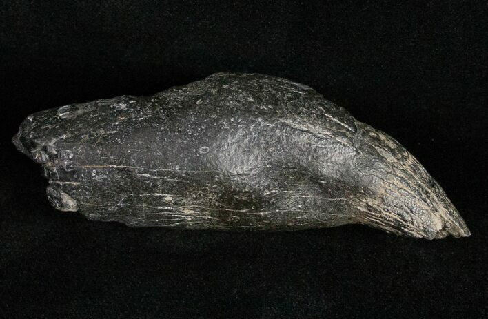 Bargain Fossil Sperm Whale Tooth - South Carolina #11984
